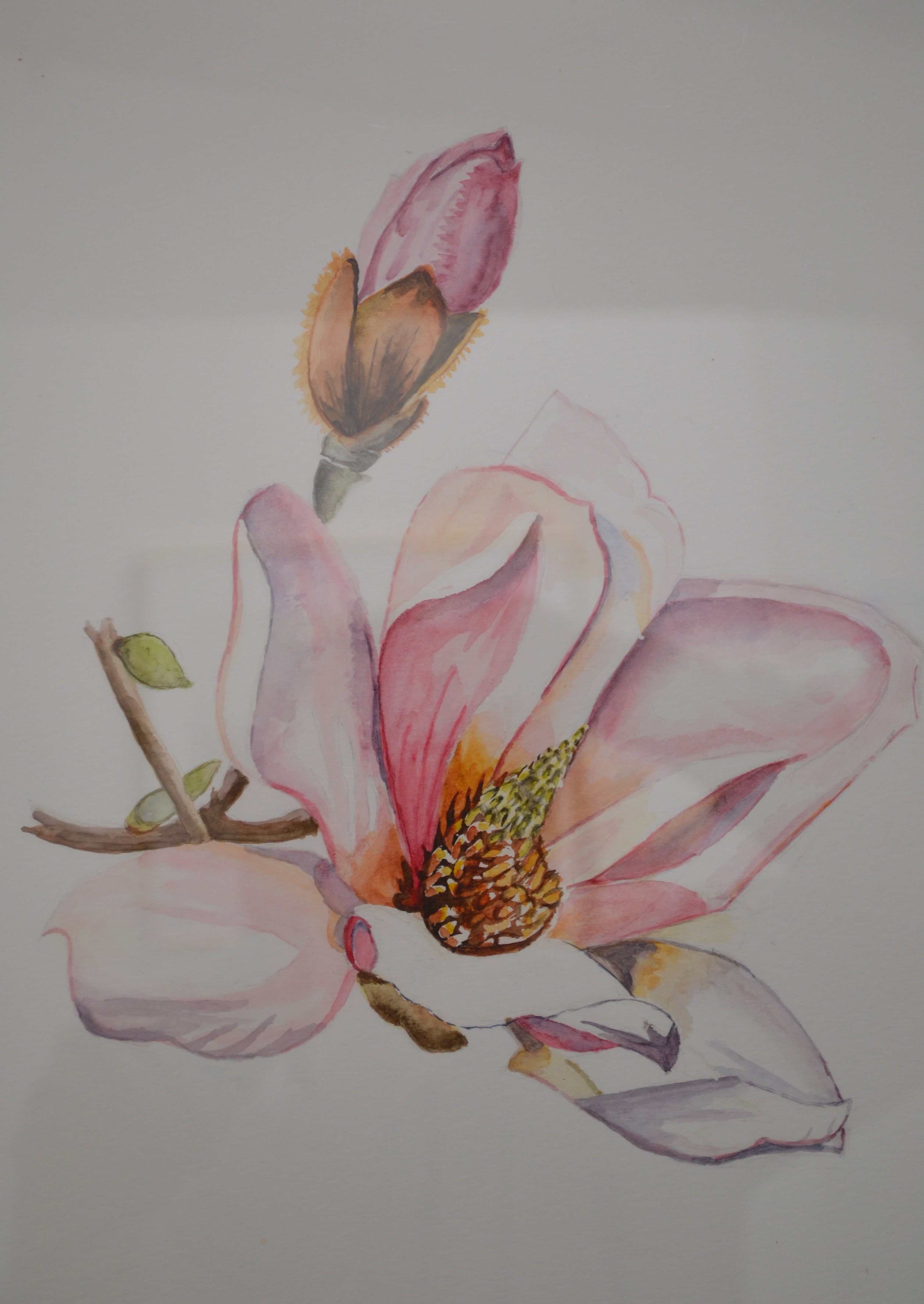 Francine van Vlerken Magnolia aquarel