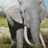 Eddy-Kox-olifant